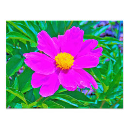 Utmärkt Ultra Violet Peony med Gult Center Fototryck