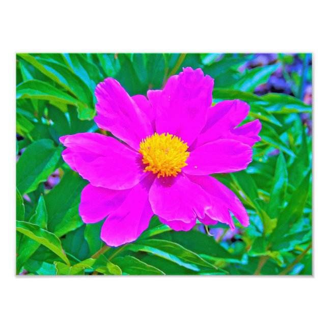 Utmärkt Ultra Violet Peony med Gult Center Fototryck (Framsidan)