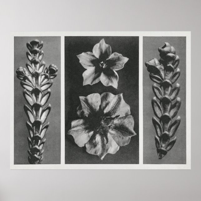 Utökade blommor poster (Framsidan)