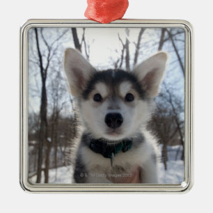 Utomhus- porträtt av den husky hundvalpen julgransprydnad metall