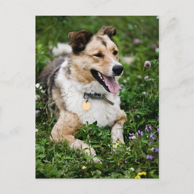 Utomhus porträtt av hund som ljuger ner i ängsmark vykort (Framsida)