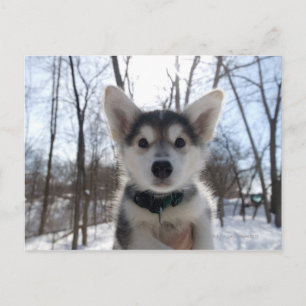 Utomhus porträtt av husky hund puppy vykort