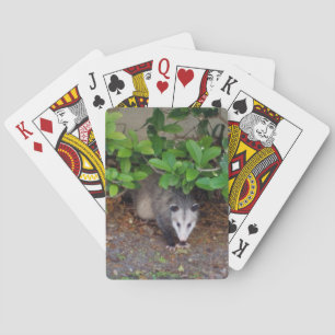 Utomhusdjur Casinokort