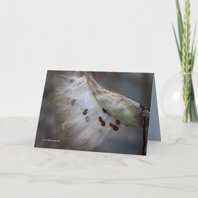 Utsäde 4 i morgon kort (Framsida)