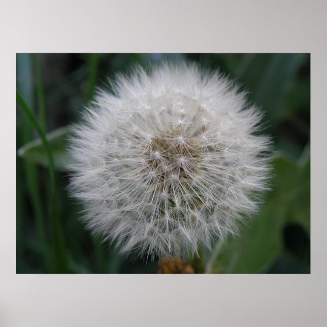 Utsäde Dandelion Flower Poster (Framsidan)