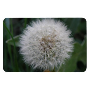 Utsäde Dandelion Flower Premium Magnet