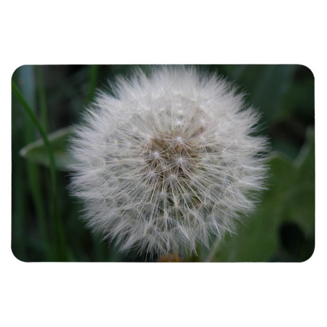 Utsäde Dandelion Flower Premium Magnet (Horisontell)