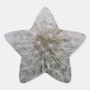 Utsäde Dandelion Flower Stickers Stjärnformat Klistermärke