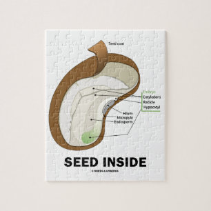 Utsäde inuti (Dicotyledon Bean Seed Anatomy) Pussel