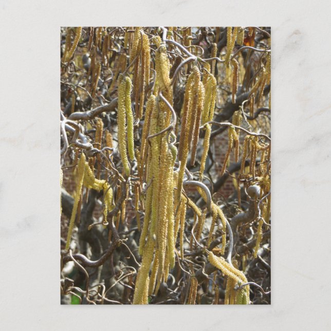 Utsäde Poder Vykort (Framsida)