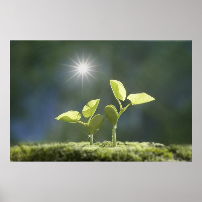 Utsäde, slutna, linsöverdrag poster (Framsidan)