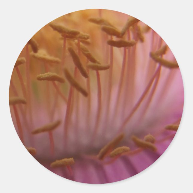 Utsädesmärken Runt Klistermärke (Framsida)