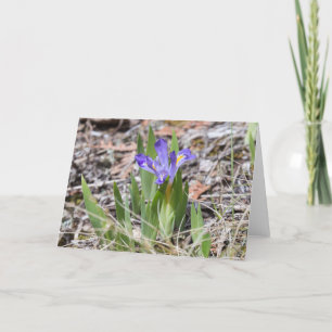 Utsatt för fara dvärg- sjöIris Notecard Kort