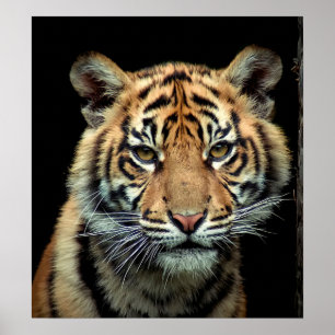 Utsatt för fara tigerunge poster