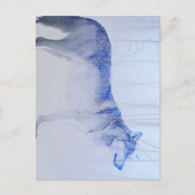 Utsatt varg vykort (Framsida)