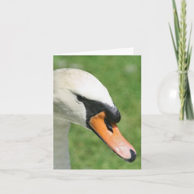 Utseende Kung Svan Natur Fotografi  Anteckningskort (Framsida)