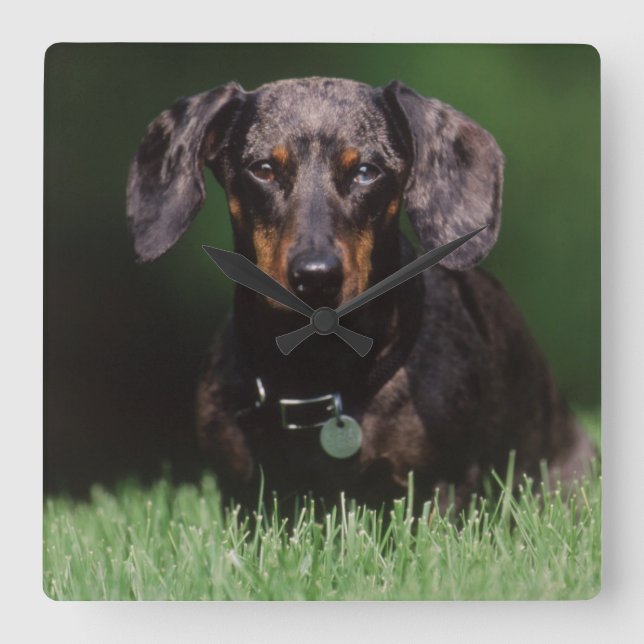 Utsikt över Dapple-färgad Dachshund Fyrkantig Klocka (Framsida)