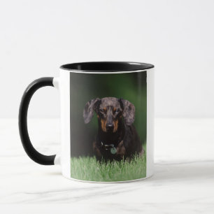Utsikt över Dapple-färgad Dachshund Mugg