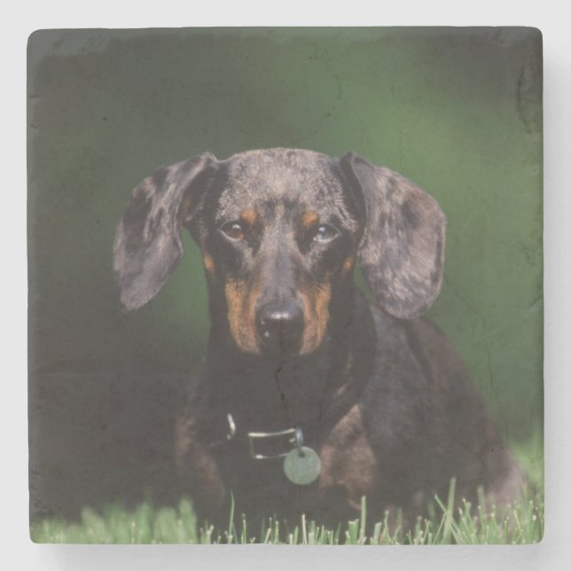 Utsikt över Dapple färgad Dachshund Underlägg Sten (Framsidan)