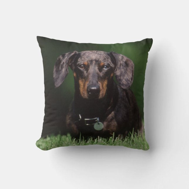 Utsikt över Dapplefärgad Dachshund Kudde (Framsida)
