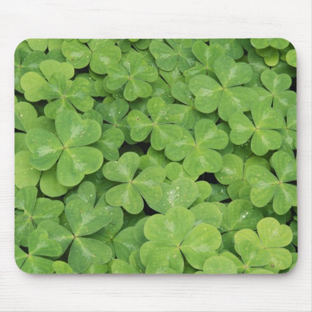 Utsikt över Oxalis Oregana skogssörrelblad Musmatta (Framsidan)