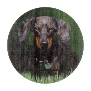 Utsikt över prickig dachshund