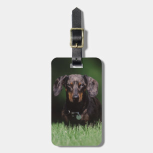 Utsikt över prickig dachshund bagagebricka