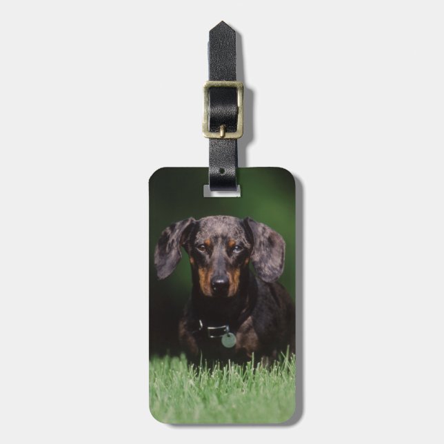 Utsikt över prickig dachshund bagagebricka (Vertikal Framsida)