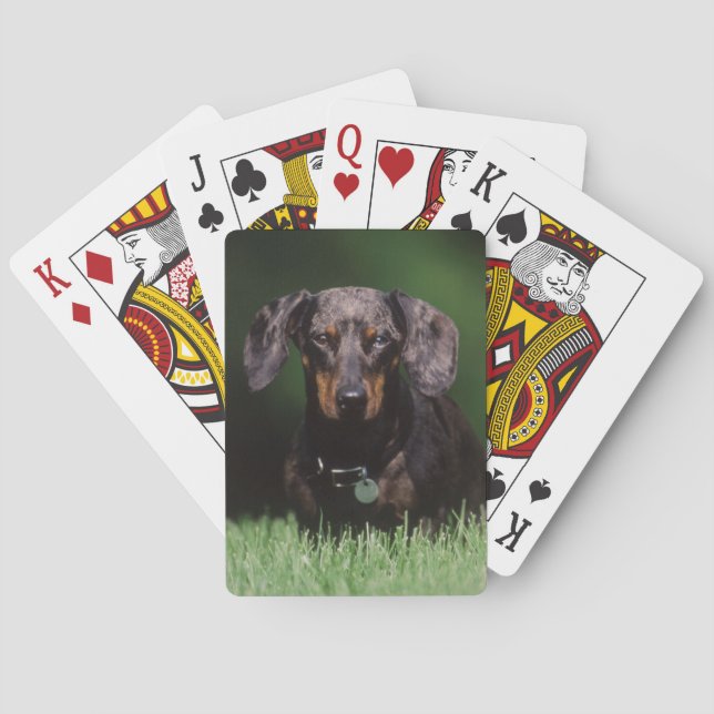 Utsikt över prickig dachshund casinokort (Baksidan)