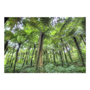 Utsikt över vegetation i Bali Botaniska Trädgårdar Fototryck
