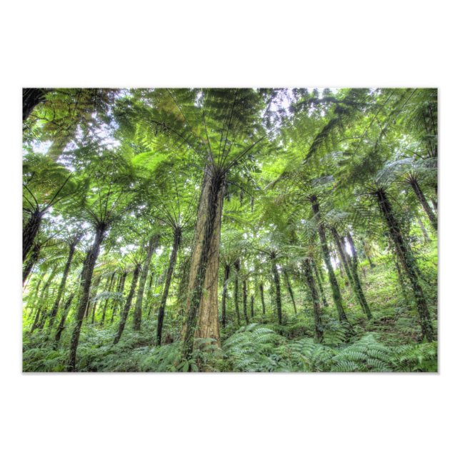 Utsikt över vegetation i Bali Botaniska Trädgårdar Fototryck (Framsidan)