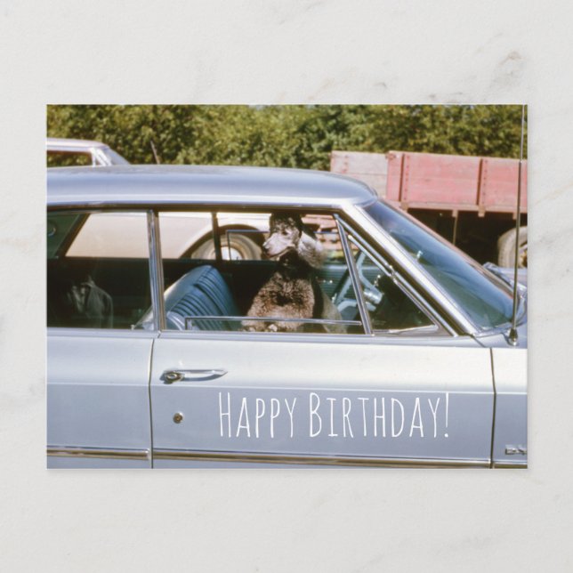 Utskjutningsfönster för Black Pudel Cute Puppy Hun Vykort (Framsida)