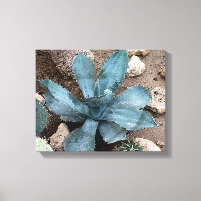 Utskrift av Aloe Vera Plant Photo Wrapped Canvas (Framsida)