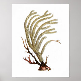 Utskrift av antika naturhistorik för havskoral nr  poster