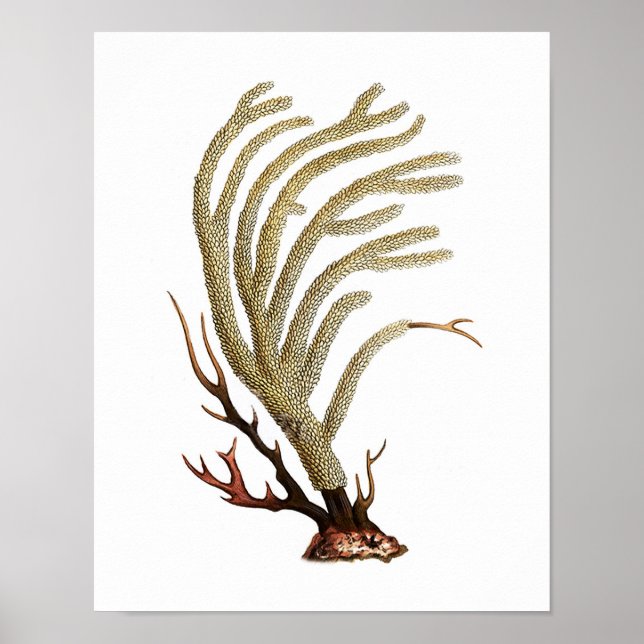 Utskrift av antika naturhistorik för havskoral nr  poster (Framsidan)