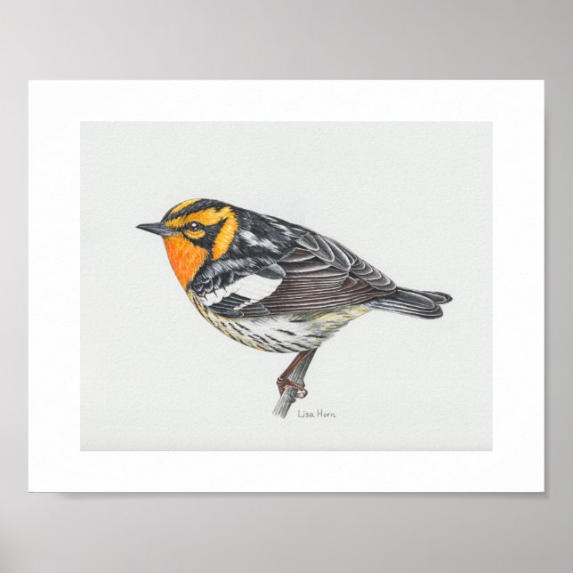 Utskrift av Blackburnian Warbler Art Poster (Framsidan)