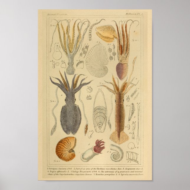 Utskrift av bläckfisk Cephalopod Sea Creatures Art Poster (Framsidan)