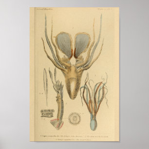 Utskrift av bläckfisk Cephalopod Sea Creatures Art Poster