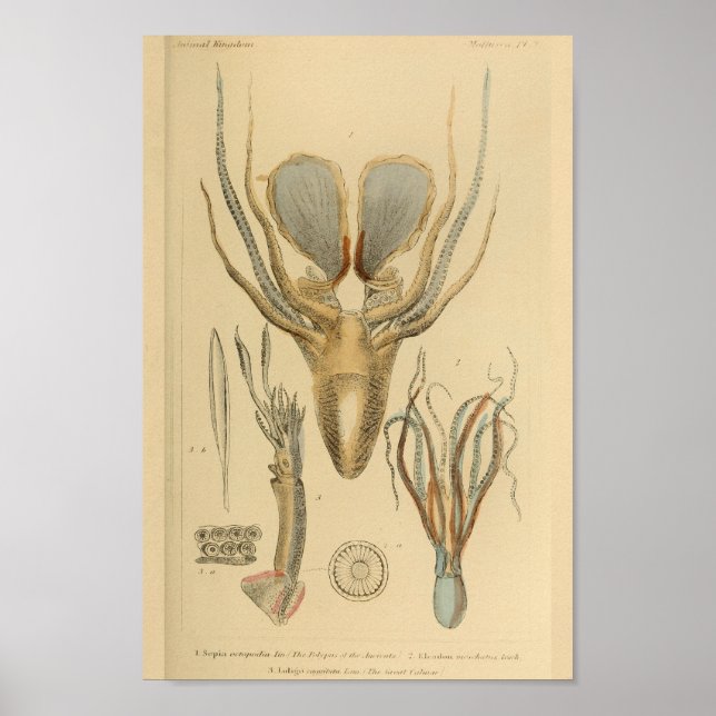Utskrift av bläckfisk Cephalopod Sea Creatures Art Poster (Framsidan)