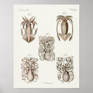 Utskrift av bläckfisk Cephalopod Sea Creatures Art Poster