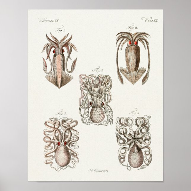 Utskrift av bläckfisk Cephalopod Sea Creatures Art Poster (Framsidan)