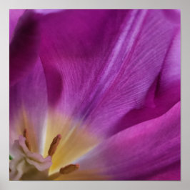 Utskrift av blommande lila tulpaner poster