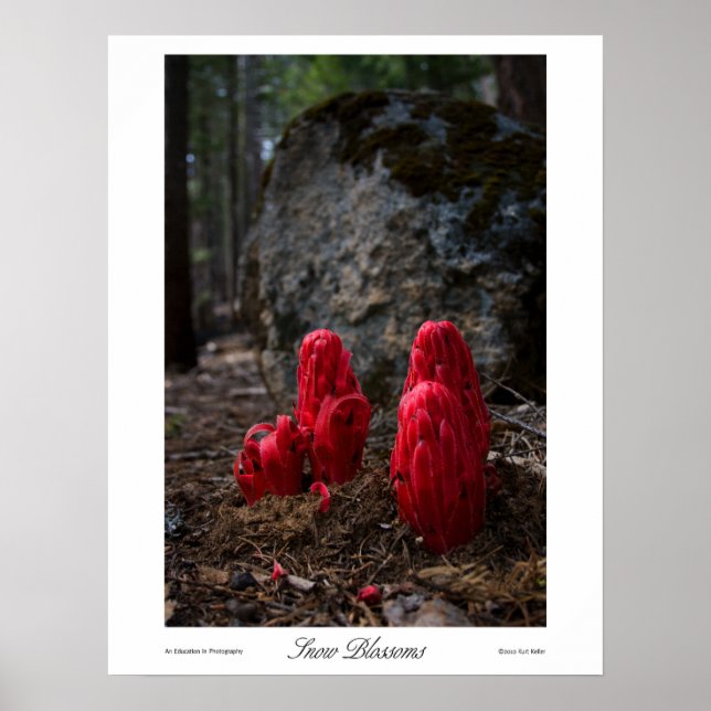 Utskrift av Blommar i Snö Poster (Framsidan)