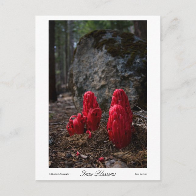 Utskrift av Blommar i Snö Vykort (Framsida)