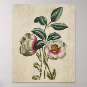 Utskrift av botanisk Blommigt Hellebore för vintag Poster