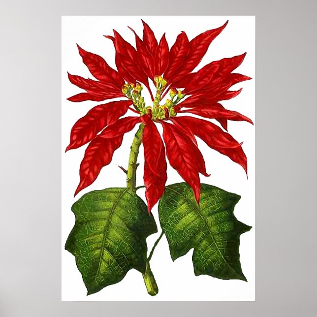 Utskrift av botaniska poinsettia poster (Framsidan)