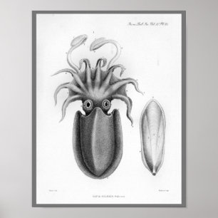 Utskrift av Cephalopod Sea Creatures Vintage Art Poster