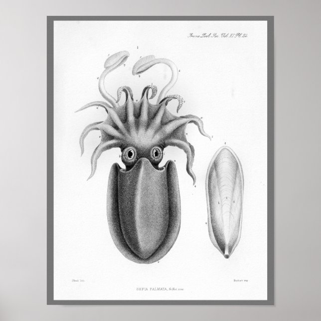 Utskrift av Cephalopod Sea Creatures Vintage Art Poster (Framsidan)