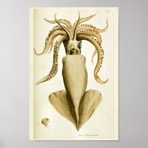 Utskrift av Cephalopod Sea Creatures Vintage Art Poster
