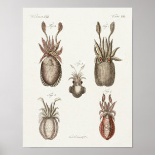 Utskrift av Cephalopod Sea Creatures Vintage Art Poster